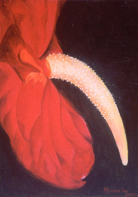 Anthurium