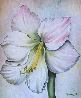 Amaryllis