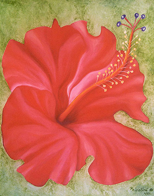 Hibiscus