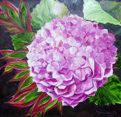 Hydrangea