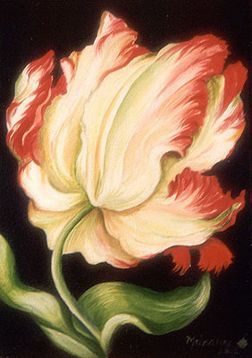 Tulip