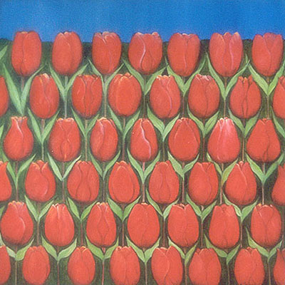 Tulips